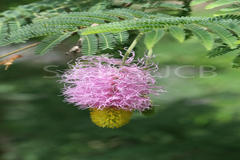 Dichrostachys cinerea